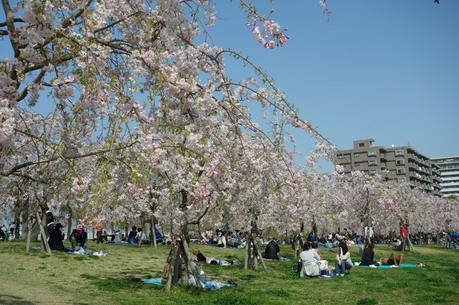 元々PHOは同じ所へ何度もリピするのは好みじゃないんだよね。だから、毎年巡って来る桜や紅葉シーズンは何処へ行こうか思案する羽目になる。近隣の交通費が安く済む(しつこいけど、此処とっても大事)名所なんかとっくに廻っちゃってるからさ。<br />しかも今年は例年に無く開花が早く、準備期間も無いうち、って何しろ週半ばに都内でさえ雪降っちゃって、見頃予想がしっちゃかめっちゃか★のうちに満開間近メールが届いたり。<br />で、毎度の事ながら、それほど時間をかけずに且つお得にお花見の名所をハシゴ出来ないか？って考えたの。何しろ週末、月末、年度末の三重苦で、土曜日も出勤してるし。<br />で、PHOの住んでるところは数百メートルの間に文京区と台東区と荒川区の区界が在って、新聞折込みとかで各区の情報を得る事が出来ちゃう。<br />近年荒川区では桜に因んだイベントに力を入れてて、3月下旬発行の区報に詳しい情報が掲載されてた。それによれば旭電化の工場跡地に造られた尾久の原公園では枝垂れ桜並木が在って、4月7、8日はさくら祭りが催されるんだとか。<br />祭りはともかく、枝垂れ桜並木！これはチェックしておかないとね(o´∀`)b<br />と言う事で、飛鳥山公園の次に訪れたのは尾久の原公園。<br />1回目の3月25日の段階では、ソメイヨシノはそこそこ見頃を迎えていたものの、枝垂れ桜並木(これって凄くね？)は殆どが蕾のまま。これは来週改めて来るしかない！と珍しく2週連続で足を運んだの。<br />狙いが此処じゃではなかったから、朝一番の人の少ないうちにって訳には行かず、いかにもなお花見風景になっちゃったけど、枝垂れ桜は綺麗だったよ