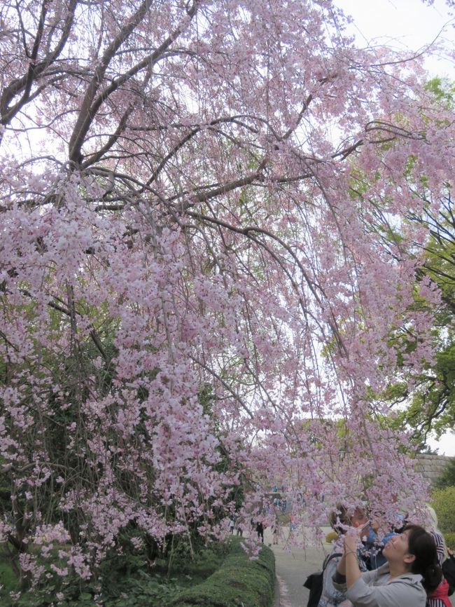 大手門&#12316;二の丸庭園へ入ってから二の丸庭園の中にあるヤマベニシダレ、オオシマザクラ等の桜の花と二の丸雑木林の新緑との美しい取り合わせに見とれながら、二の丸雑木林を通り、汐見坂を上って本丸へ上がっていきました。　本丸には皇居乾通り一般公開最終日に訪問された人々が沢山見られました。<br /><br /><br /><br />*写真はヤマベニシダレの前で写真撮影をしている人々