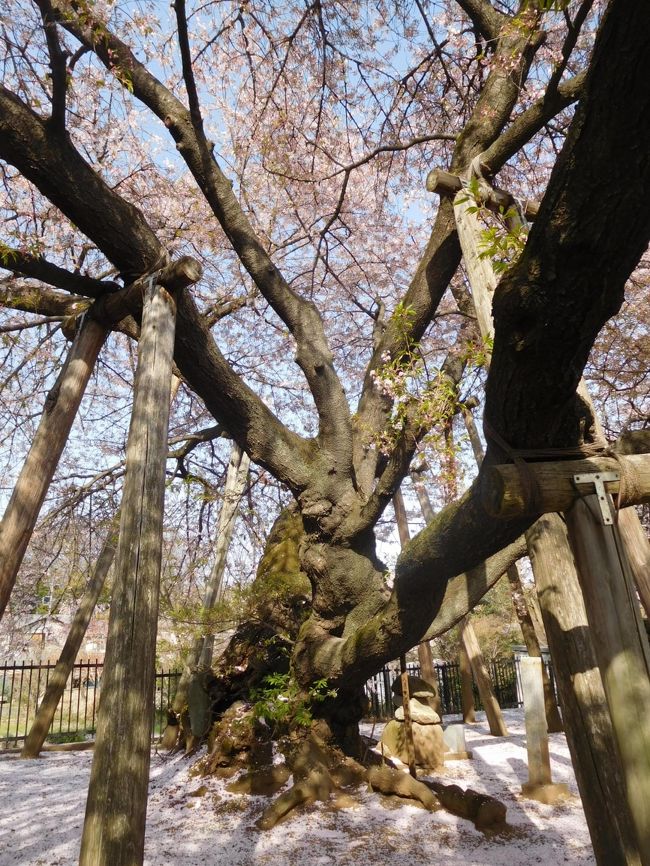 都心で若干ピークを過ぎた桜を見た翌日、自家用車で埼玉県の代表的な桜の名所を観光しました。茨城県境の幸手にある権現堂は十何年振りでしょうか。また埼玉県中央部の北本で初めて樹齢800年の石戸蒲サクラを見ました。どちらもまさに満開。権現堂はまさに桜のトンネル、石戸蒲サクラは日本5代桜の一つでまさに名木に満開の桜が舞って実に美しかったです。<br /><br />---------------------------------------------------------------<br />スケジュール<br /><br />★4月1日　自宅－（自家用車）幸手権現堂観光－石戸蒲サクラ観光－城ヶ谷堤観光－自宅