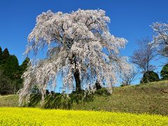 宮城の里しだれ桜2018