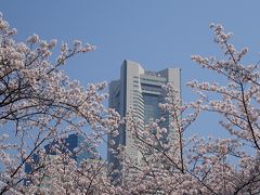 横浜　満開のさくら　掃部山公園、ＭＭ２１、山下公園、横浜公園