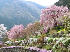 秋川渓谷、乙津花の里の春・・・