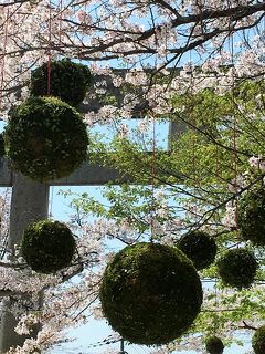 2 ピンク色に染まった『 竈門神社・太宰府天満宮』ニコライバーグマン