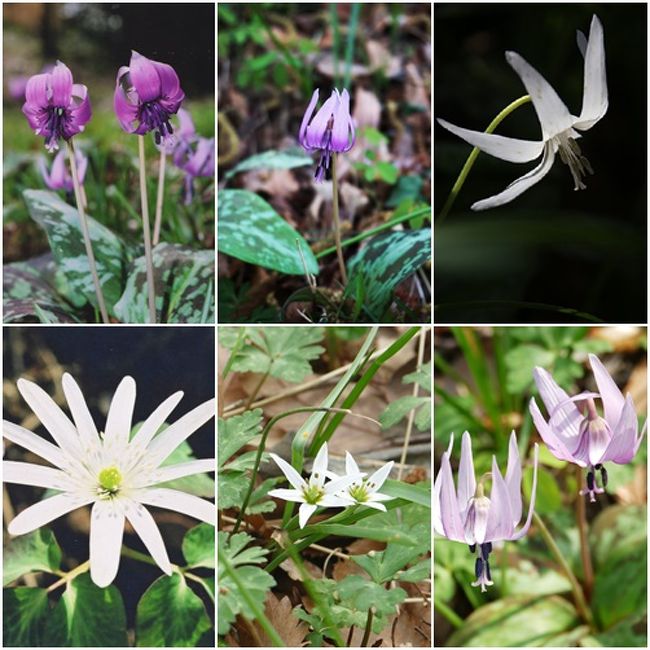 毎年4月初旬からほんの1週間ほど花を咲かせるカタクリの花が今年も「かたかごの森」で公開された。今年は4月1日から10日までが公開期間であった。「かたかご」とは「カタクリ」の古名で、万葉集にはこの名前で和歌が歌われている。  <br />  <br />   　        物部の八十乙女らが汲みまがう<br />　　        寺井の土の堅香子（かたかご）<br />　　　　　　　　　　　　　大伴 家持<br /><br />このようにカタクリは万葉の昔から「堅香子」と呼ばれ、日本古来より人々に親しまれてきた植物で、この森の代表的な野草であるカタクリの古名をとって「町田かたかごの森」と命名された。<br /><br />カタクリの花期は短いが、淡紫色の一茎一輪の美しく可憐な花は人々に親しまれ、愛され、愛でられてきた。<br /><br /> ＊ 「町田かたかごの森」(町田市山崎町1706番１）<br />　　　TEL 042-724-4399　町田市市役所公園緑地課<br /><br />                                            <br />