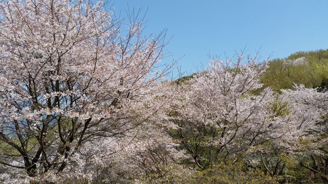 ３月最終日は絶好のお花見日和。<br />弘法山の桜もこれがピークと思い<br />パパッとハイキングに出かけました。<br />案の定弘法山公園入口からの急坂は大行列。<br />まあゆっくり登れてかえってよかったかな。<br />公園全体の整備が行き届いていて<br />気持ちよく過ごせました。<br />なお、周辺の桜も見事でした！