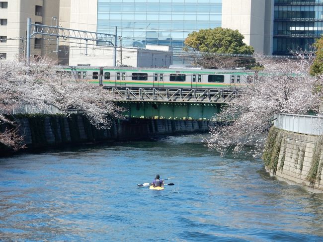 日曜日は絶好の花見日和<br /><br />まず大崎から五反田。<br />用事を済ませて、大井町から大崎という目黒川コース。<br /><br />中目黒と違って、ゆっくり桜が楽しめるコースです