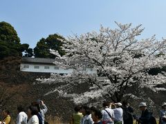 桜の皇居乾通り