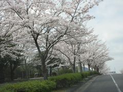 エイプリルフールの母との花見