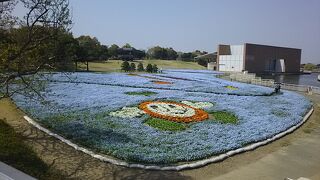 30万本のネモフィラと花の美術館の花々・・・・浜名湖ｶﾞｰﾃﾞﾝﾊﾟｰｸにて