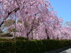 京都と滋賀の桜を撮りに行こう　その四！2018年