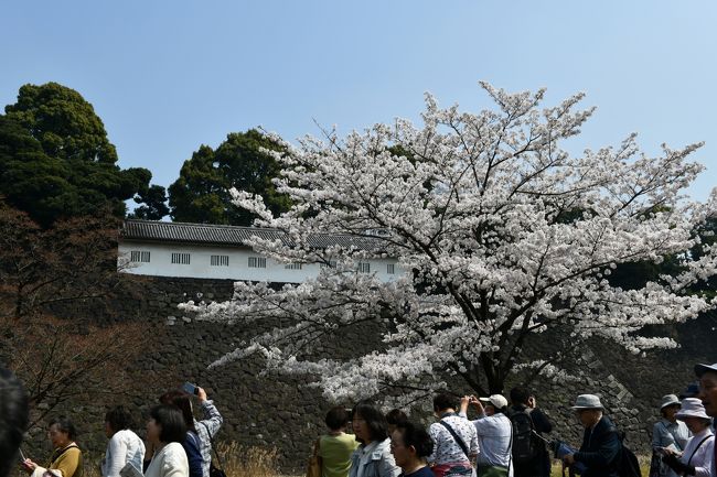 年2回の皇居乾通り一般公開に合わせ、桜を見に行きました。<br />桜の本数はあまり多くありませんが、白い壁の建物とのコラボレーションは<br />なかなか情緒がありました。<br />その後千鳥ヶ淵にまわり、桜のトンネルを通って帰りました。