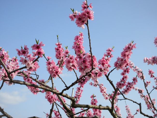 花見でも、誰も来ていないガラガラ花見<br /><br /><br />