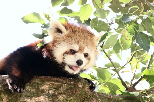 動物園まで自宅から車で30～40分。道に迷う心配もなく、ドライブもしたくて再訪した埼玉こども動物自然公園ですが、ちゃんと目当て、あるいはミッションを掲げていました。<br /><br />今回１番の目的は、レッサーパンダの第２屋外展示場である「レッサーパンダのしあわせな庭」がきのう３月31日からオープンしたので、その様子を見ることと、それに伴ってレッサーパンダの子どものミヤビちゃんやハナビちゃんママの屋外展示が再開するはずなので、屋外ミヤビちゃんを見ることでした。<br />今から考えたくはないですが、いずれミヤビちゃんは他園にお嫁に行ってしまう可能性が高く、それも当園の場合は意外に早いから、できるだけ会っておきたかったのです。<br />それからソウソウ・パパとの同居も再開されているか確認したかったのです。<br /><br />ちなみに、本日はすでに春休み時期なので、動物園の混雑が予想できました。<br />９時半の開園にまもない時間に到着したので、駐車場の心配はありませんでしたが、入園するまで行列が蛇行して伸びていたくらいでした。<br />なので13時からのコアラのおはなしタイムには、コアラ館に入れないくらい混雑するかもしれないと思い、朝一番のまだ空いている時間帯に先に東園に行き、コアラを見に行きました。<br />１日20時間は寝ているコアラが、当園で目を覚ましている可能性があるのは、コアラのおはなしタイムのユーカリ交換時と、朝と夕方なのです。<br />もちろん、ユーカリ交換時間も含め、タイミング悪く、コアラたちがほとんど活動しない日もありますが、今回はニーナちゃんがかなり活発に動き回っていたので、ラッキーでした！　とっても面白かったです@<br />どうやらニーナちゃんは、なかなか好みのユーカリを見つけられなかったので、あっちこっち歩き回っていました。<br />移動するコアラは意外にスピーディーですし、枝から枝へぴょんぴょん飛びました。移動した先に先輩コアラがいて、ちょっとした小競り合いになることもあります。<br />今回、朝のニーナちゃんは、よく寝ていたドリー・ママを起こしてしまい、ママにこっぴどく怒られていました（苦笑）。<br />そのドリーちゃんも怒り方も、なんか娘を叱るかんじには見えませんでした。親離れして一人前になったニーナちゃんのことを、もう娘とは認めていなかったように見えてしまいました。<br />そのわりには、昼間のコアラのおはなしタイムのとき、クインちゃんはドリーちゃんのそばで寝ていたのですが、コアラのおはなしイベントのときの飼育員さんは、クインちゃんがドリーちゃんの娘だから、あれだけ距離が近くてもケンカにならないと説明していました。<br />えーっ、それじゃ、ドリーちゃんは、同じ娘なのにクインちゃんとニーナちゃんとで態度が違うの？<br />と驚きましたが、たぶんクインちゃんは上手に距離を取り、ニーナちゃんの方は行き先にドリーちゃんがいてもおかまいなしに進んでいたせいだろうと思いました。<br />ちなみに、このエピソードに関係するコアラのおはなしイベント時間以降の写真は、続きの午後編の旅行記の方にまとめました。<br /><br />第１ミッションのレッサーパンダの方は、期待通り、ふたたび外で過ごすハナビちゃんとミヤビちゃんが見られました。<br />もっとも外で過ごすとき、高くて葉がしっかり生い茂ったクスノキの上で昼寝してしまう時間帯も長いので、レッサーパンダの身体能力の高さには驚かされるものの、見やすさと写真の撮りやすさについていえばビミョーでした。<br />ソウソウ・パパとの同居は再開されていなくて、ソウソウくんは室内にいました。それもずーっと動き回っていたので、今回、ソウソウくんのまともな写真はほとんど撮れませんでした。<br /><br />それから、きのうの３月31日から、「今回こそは11時45分からの「レッサーパンダのおはなし」イベントが予定通り行われました。<br />あいにく、リンゴの給餌はなく、飼育員さんが外から解説するだけだったので、話の最中にハナビちゃんとミヤビちゃんが木から下りてくることはなかったのですが、そのあとで小腹が空いたハナビちゃんが地上に降りて笹を食べ始め、ママが地上に降りたので、やがてミヤビちゃんも降りてきました。<br />いまやほとんど１人で過ごしているミヤビちゃんですが、それでもママに合わせて木に登ったり降りたりしていたし、眠るときは木の上のママのそばでした。<br /><br />「レッサーパンダのしあわせな庭」では、ハナビちゃんのパパでミヤビちゃんのおじいちゃんに当たるミンミンが過ごしていました。<br />ただ、ミンミンが過ごしやすいよう、室内と出入り自由にしているので、気温が高かったきのうのオープン当日は、ミンミンが外に出て来たのは午後３時くらいだったようです。<br />飼育員さんとそんな話をしていたからか、私が再びハナビちゃんとミヤビちゃんが木から下りるのを待っていたときに、裏で作業をしていた飼育員さんが「ミンミンが外に出て来ました！」とわざわざ教えに来てくれました。<br />おかげで、ミンミンが新居で過ごす姿を見逃さずにすみました！<br /><br />久しぶりに外で見たミンミンは、もうかなりお年なので、動きはのっそのっそしていました。近くの展示場にいるカナダヤマアラシっぽい動きでした@<br />それを見ていた見学者が「レッサーパンダってどたどた歩くのね」と感想を述べていて、「いやいや、この子はお年寄りだからです」と説明したくてむずむずしてしまいました。<br />でもその方たちも、いずれハナビちゃんやミヤビちゃんが華麗に木登りする姿を目にして、間違っていたことに気付くことでしょう。<br />私がいちいち知ったかぶりをして訂正するよりも、その方がずっと良いはずです（笑）。<br /><br />＜ドライブもしたかった今回の埼玉こども動物自然公園再訪の１日の旅行記のシリーズ構成＞<br />□（１）動物園でお花見しよう！＆無料開放日だったのに入り損ねたビアトリクス・ポター資料館<br />■（２）午前編：）午前編：朝から元気なコアラのニーナちゃん＆やっと会えたコロンくん・ピノっち～レッサーパンダのしあわせな庭オープン２日目！～久しぶりのお外ミンミンとミヤビちゃん・ハナビちゃん<br />□（３）午後編：コアラの赤ちゃんに会うのに１時間半ねばった！＆ベネットアカクビワラビーの赤ちゃんこんにちは！＆桜の枝で遊ぶ（？）コツメカワウソの子供たち<br /><br />埼玉こども動物自然公園の公式サイト<br />http://www.parks.or.jp/sczoo/<br /><br />＜タイムメモ＞<br />09:05頃　家を出て車で埼玉こども動物自然公園へ<br />09:40　正門下の第２駐車場に駐車<br />09:45　年パスで入園（開園時間は09:30）<br />09:55　まずは東園へ<br />10:00-10:35　屋内の女子コアラ<br />10:35-10:40　個室の男子コアラ（ピノ・コロン）<br />10:40-10:45　ホウシャガメ・シマオイワワラビー<br />10:55頃　北園へ戻る<br />11:05-12:25　レッサーパンダ<br />（11:45～レッサーパンダのおはなし）<br />12:25-12:35　休憩<br />12:35-12:40　プレーリードッグ・ヤブイヌ<br />13:00　再び東園へ<br />13:05-14:35　屋内のコアラ<br />（13:00～コアラのおはなし＆ユーカリ交換）<br />14:35-14:40　シマオイワワラビー<br />14:40-15:05　休憩<br />15:10-15:35　カピバラ・ベネットアカクビワラビー<br />15:45-15:55　シカ・ニホンカモシカ<br />16:00頃　北園へ戻る<br />16:05　ベアトリクス・ポター資料館入れず<br />（入館は16時まで）<br />16:10-16:20　コツメカワウソ<br />16:20-16:45　なかよしコーナー<br />（16:30　動物さん、おうちへ帰ろう）<br />16:50-16:55　売店で買い物<br />17:00　動物園を出る（17:00閉園）<br />17:00-17:25　ひと休み<br />17:25　車で家に向かう<br />（途中国道407号で２ヶ所ほど渋滞）<br />18:10-19:50　鶴ヶ島駅近くのサイゼリアで夕食<br />20:10頃　帰宅<br /><br />※これまでの動物旅行記の目次を作成済。随時更新中。<br />「動物／動物園と水族館の旅行記～レッサーパンダ大好き～　目次」<br />http://4travel.jp/travelogue/10744070<br /><br />※そのうち、これまでの埼玉こども動物自然公園の旅行記のURL集は、今回の旅行シリーズの最初の旅行記「春のドライブ日和の埼玉こども動物自然公園（１）動物園でお花見しよう！＆無料開放日だったのに入り損ねたビアトリクス・ポター資料館」の末尾にまとめました。<br />https://4travel.jp/travelogue/11345080