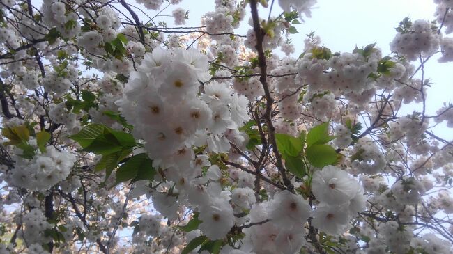 都内 桜名所&お花見クルーズ 良いとこどり よくばり10景めぐりというバスツアーを3月初めに友人と申込みました!その時は、まさか、こんなに早く桜が満開になるとは思いもせず、4月4日発を予約しました!従って諦めムードで都内観光か、来年の場所の確認と言い聞かせ参加しました。しかし、思いの外、けなげに咲いている桜に出逢うことができました!ドライバーさんの渋滞対応力とコースのコーディネート!添乗員さんのウイットに溢れた楽しいお話と適切な散策時間の取り方。1日でこんなに回れて、満開ならば大満足。なんやかやと楽しかったので旅行記にしました。<br />隅田川クルーズ9時35分発 日の出桟橋 芝公園 桜坂 毛利庭園 目黒川 靖国神社 千鳥ヶ淵 北の丸公園 神田川 上野公園 17時10分goal<br />