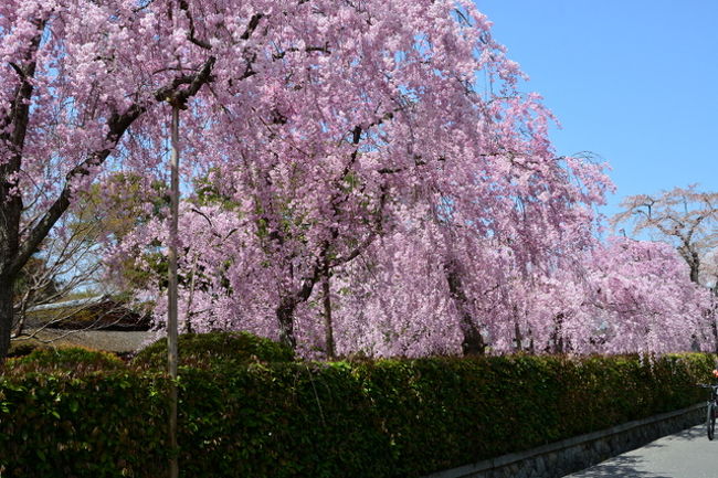 京都の桜を撮りに行こう　その四は午前中に京都を少しと午後に滋賀近江神宮と園城寺（三井寺）の撮影となります。<br />京都の桜は、前日撮影に行った伏見水路⇒岡崎疎水⇒平安神宮⇒金戒光明寺⇒宗忠神社⇒<br />真如堂⇒金戒光明寺に戻って⇒白河院⇒蹴上から京阪で移動してびわ湖浜大津駅乗換近江神宮駅下車<br />⇒近江神宮⇒園城寺（三井寺）でライトアップ20時30分まで撮影<br />疲れた！<br /><br />追伸<br />いつもお見えいただいている方はお気づきかと思いますが<br />写真のサイズを少し小さくしました。<br />3月にまた1500件ほどのアクセスが2回あり<br />対策に苦慮しておりクレジットを入れるのも時間がかかるため<br />サイズの変更で対応しております。<br />ご了承くださいませ！