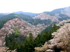 吉野山　満開の桜。　中千本は一部散り初め、上千本は満開でした。