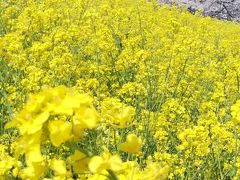 熊谷堤防でお花見