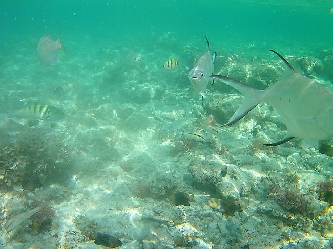 2018/03/20<br />ジンベイザメとスミロン島デイユースでお魚と戯れる一日