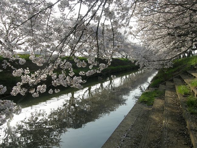 早朝、権現堂野桜堤で花見をしてから、栗橋スポーツ公園から中川合流地点までの桜並木を見る予定で早朝出かけたのですが<br />権現堂近くになると、大渋滞にあい、順序を逆にして訪れることにした。