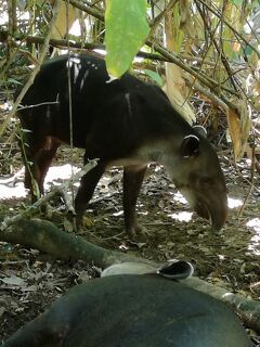 コルコバード国立公園周辺 秘境 に関する旅行記 ブログ フォートラベル コスタリカ Corcovado National Park コルコバード国立公園周辺 秘境 に関する旅行記 ブログ フォートラベル コスタリカ Corcovado National Park