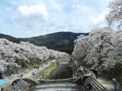 甲賀市土山町でお花見◆「青土ダム」＆うぐい川沿いの「鮎河千本桜」