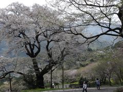 土佐のソラの集落の桜巡り