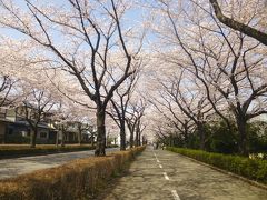 御伊勢塚公園の桜とか・・嫌（？）ってほど桜、桜・・?