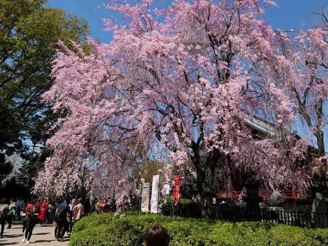 家内にせがまれて混雑と聞く上野公園へ 桜は見たいけど <br />しぶしぶ、 行ってよかった 桜の美しさ