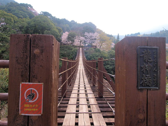 指宿の魚見岳桜見物から戻り鹿児島中央駅みどりの窓口にふらりと寄った。<br />明日か明後日のSL人吉の指定席なんてもうないですよね～<br />明後日なら数席ありますよ＾＾<br />そっかー　そんなら熊本の桜見物に行ってみっが！<br /><br />天気も良さげだし桜も満開っぽい。<br />前から行きたかった桜スポットとSLの旅へレッツラゴーでもす。<br /><br />写真は立神峡（熊本県八代群）の吊り橋　) ゜o゜( ﾋｨｰ<br /><br />