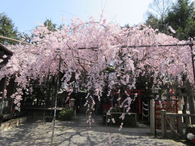 西陣エリアには、桜の穴場が多いとの情報を知ったので、天気がいい日に出かけてみました。<br /><br />地下鉄鞍馬口→小松帯刀邸跡→擁翠園→玄武公園→妙覺寺→水火天満宮→本法寺→百々橋の礎石→妙顕寺→宝鏡寺門跡→妙蓮寺→雨宝院→本隆寺→首途八幡宮