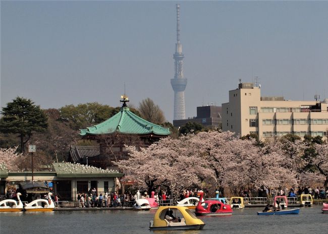 2018年春。桜前線の、なんと早くやってきたことでしょう！！<br />慌ててカメラを持ってご近所のお寺やら公園へと急ぎました。<br />取り急ぎ、地元の谷中から始まって、手近な東京の桜を追った１週間、自身の記録として旅行記にまとめてみました。<br />ただし～ほぼすべての場所で、ささっと見たらいいっていう連れと一緒でしたから、文字通りの駆け足お花見！！<br />取材者本人としては、取材不足感いっぱいですが、参考までにご覧頂ければ幸いです。<br /><br /><br /><br /><br /><br />