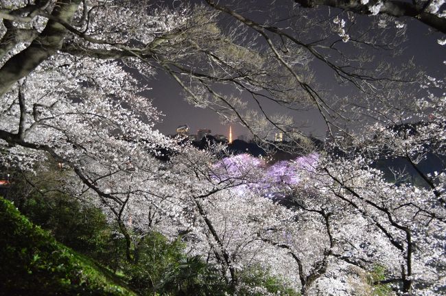 今年で5回目。千鳥ヶ淵の夜桜を愛でてきました。いつもは、千鳥ヶ淵側から桜を見ていたのですが、今年は武道館側から見てみました。いつもと違った雰囲気で、人もまばらでとても良かったです(^^)