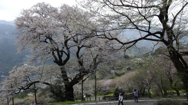 高知のソラの集落の桜を見に行きました。<br />檮原をスタート　→　秋葉の中越家のしだれ桜　→　ひょうたん桜です。
