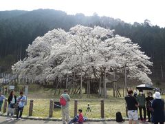 岐阜大垣・本巣のさくら・・日本三大桜の淡墨桜を樽見鉄道で訪ねます。