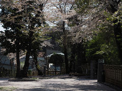 シルバーフェリーで行く青森桜めぐり（札幌から八戸市内へ）