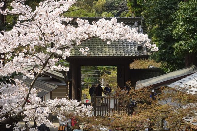 古都鎌倉は四季折々の花が美しい。<br /><br />鎌倉の花めぐりは何度か来ているが、桜の時期は初めてである。<br />今回の花めぐりも、北鎌倉からの古寺出発。<br />前半は、円覚寺、東慶寺、浄智寺の桜などを見た後に、葛原岡ハイキングコースを通って葛原岡神社、源氏山公園、さらに海蔵寺、英勝寺を訪れた。<br />後半は、鎌倉を中心に建長寺、鶴岡八幡宮、段葛、妙本寺 等を訪れた。<br /><br />鎌倉は圧倒的な桜は無いが、さくらと古寺はよく似合って日本の美しい風景が見られた。<br /><br />【前半】<br />（１）円覚寺　広い境内で桜も。<br />（２）東慶寺　縁切り寺。四季折々の花の寺。<br />（３）浄智寺　七福神、布袋尊。さくらは少ない。<br />（４）葛原岡神社　さくらいっぱいだった。<br />（５）源氏山公園　ここもさくらいっぱい。<br />（６）海蔵寺　今はハナカイドウ。<br />（７）英勝寺　薄墨さくら。<br />【後半】<br />（８）建長寺<br />（９）鶴岡八幡宮<br />（10）段葛<br />（11）妙本寺<br /><br /><br />過去の鎌倉の花めぐり旅行記は以下です。<br />●古都鎌倉　花めぐり　（水仙、ツバキ、梅）　（前半：東慶寺、浄智寺、海蔵寺、浄光明寺）　2018年<br />https://4travel.jp/travelogue/11328818<br />●古都鎌倉　花めぐり　（水仙、ツバキ、梅）　（後半：宝戒寺、杉本寺、報国寺、旧華頂宮邸、浄妙寺）　付録　皆既月食　2018年<br />https://4travel.jp/travelogue/11329811　2018年<br />●古都鎌倉　アジサイめぐり　2017年　前編（北鎌倉：明月院、東慶寺、浄智寺）<br />　https://4travel.jp/travelogue/11254290<br />●古都鎌倉　アジサイめぐり　中編（葛原岡・大仏ハイキングコース：葛原岡神社、銭洗弁財天、佐助稲荷神社）<br />　https://4travel.jp/travelogue/11254796<br />●古都鎌倉　アジサイめぐり　後編（長谷エリア：大仏、光則寺、御霊神社、長谷寺）<br />　https://4travel.jp/travelogue/11255852<br />●古都鎌倉　梅めぐり　2017年（前半：東慶寺、浄智寺、海蔵寺、英勝寺、浄光明寺）<br />　http://4travel.jp/travelogue/11217592<br />●古都鎌倉　梅めぐり　（後半：鶴岡八幡宮、宝戒寺、鎌倉宮、瑞泉寺、荏柄天神社、杉本寺、報国寺）<br />　http://4travel.jp/travelogue/11218365<br />●紅葉巡り　古都鎌倉　2016年（前半：円覚寺、東慶寺、浄智寺）<br />　http://4travel.jp/travelogue/11195573<br />●紅葉巡り　古都鎌倉　（後半：源氏山ー化粧坂切通しー海蔵寺ー鶴岡八幡宮ー建長寺）<br />　http://4travel.jp/travelogue/11195813<br />●鎌倉紅葉ハイキング　２０１３　金沢文庫から、能見堂緑地（六国峠ハイキングコース）、大丸山、天園、紅葉谷、祇園山、鎌倉<br />　http://4travel.jp/travelogue/10838403<br />●鎌倉紅葉ハイキング　２０１２　大船から鎌倉湖、百八やぐら、大平山、天園、紅葉谷<br />　http://4travel.jp/travelogue/10730403<br />●神奈川探訪（２３）　鎌倉　紅葉ハイキング、紅葉谷、瑞泉寺<br />　http://4travel.jp/travelogue/10627067<br />●神奈川探訪（２０）　鎌倉　アジサイ便り　東慶寺、明月院、長谷寺、成就院　2011<br />　http://4travel.jp/travelogue/10577853<br />●神奈川探訪（１６）　鎌倉　寺めぐり　円覚寺、東慶寺、建長寺、鶴岡八幡宮、大仏　2011年1月　ロウバイなど<br />　http://4travel.jp/travelogue/10534598