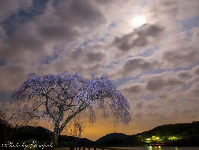 2018年宇都宮の桜名所めぐり