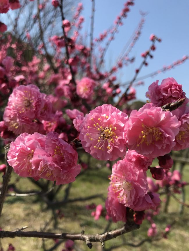 今年は暖かくて梅の開花も早いですね。<br />少し出遅れましたが大阪城の梅林に行ってきました!