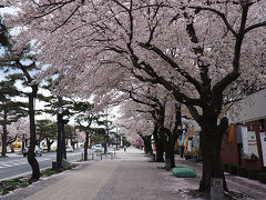 シルバーフェリーで行く青森桜めぐり（八戸市⇒十和田市⇒野辺地町⇒青森市）