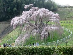 2018年の三春滝桜・4月4日でもう見頃でした！