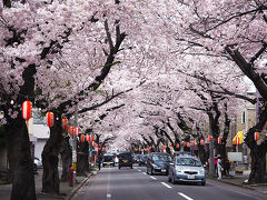 シルバーフェリーで行く青森桜めぐり（青森市内）