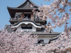 東海の桜　2018 【２】犬山城　さくらまつり