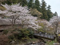 東海の桜　2018 【６】養老の滝