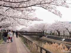 東海の桜　2018 【７】稲沢桜ネックレス