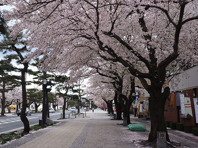 シルバーフェリーで行く青森桜旅その２です<br />八戸市から十和田市、野辺地町を経て青森市内へと移動してきました<br /><br />新幹線で行けばあっという間ですが<br />路線バスと青い森鉄道を利用しながら桜スポットを見学しながら青森へ向かいます