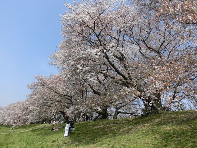 京都の桜を見に行って来ました。すでに満開の時期が過ぎていて花吹雪のように散っていました。桜の予想は難しいものです。<br />４／２（月）白川通・円山公園・高台寺＾<br />４／３（火）背割堤・石清水八幡宮・伏見稲荷大社・醍醐寺<br />宿泊先　からすみ 京都ホテル　<br />表紙の写真は。八幡市の背割堤の桜です。