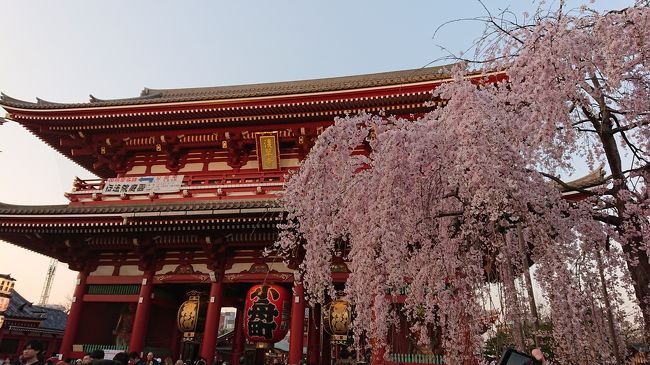 今年は例年よりも桜の開花が早く、東京の桜の見頃は３月下旬でした。<br />昨年は日中の桜を楽しめる機会がなかったので、今年は休みの日に桜の名所を見てまわりました。<br />また別日に撮影した桜の様子も載せています。<br />やっぱり桜っていいですね。<br /><br />今年の桜前線はあっという間に過ぎていってしまいましたが、来年はゆっくり楽しめますように☆<br /><br />上野公園～ハリマケバブビリヤニ～隅田公園～キルフェボン～クロッカンシューザクザク～浅草寺～日本橋さくら通り