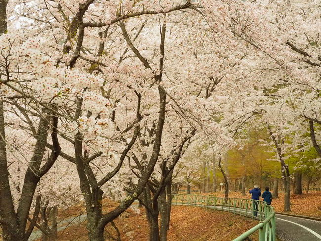 広島市内の桜は終わりました。。。<br />名残の花見は県北、土師ダムへ。
