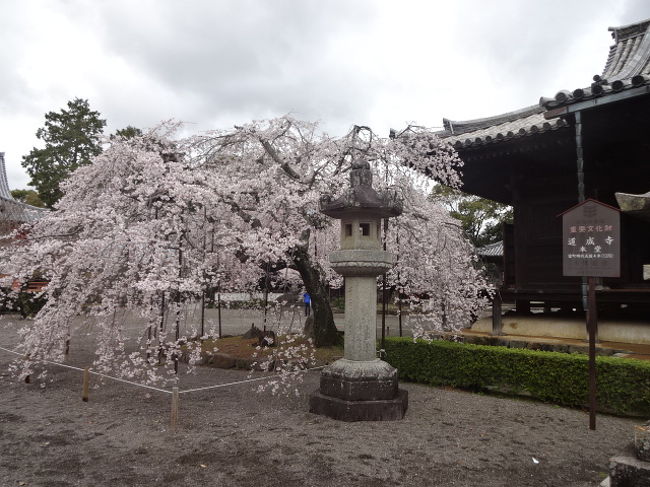 和歌山の道成寺には枝垂れ桜が満開で輝いていました。<br />和歌山は名古屋よりも一足早く桜が満開でラッキーなことでした。<br /><br />その後に見学した旧中筋家住宅は昔の生活を垣間見ながら、素晴らしい造りに感心するばかりでした。