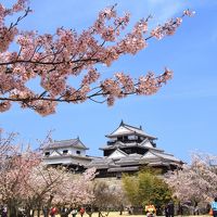 松山城　夜も昼も桜、さくら、サクラ！！